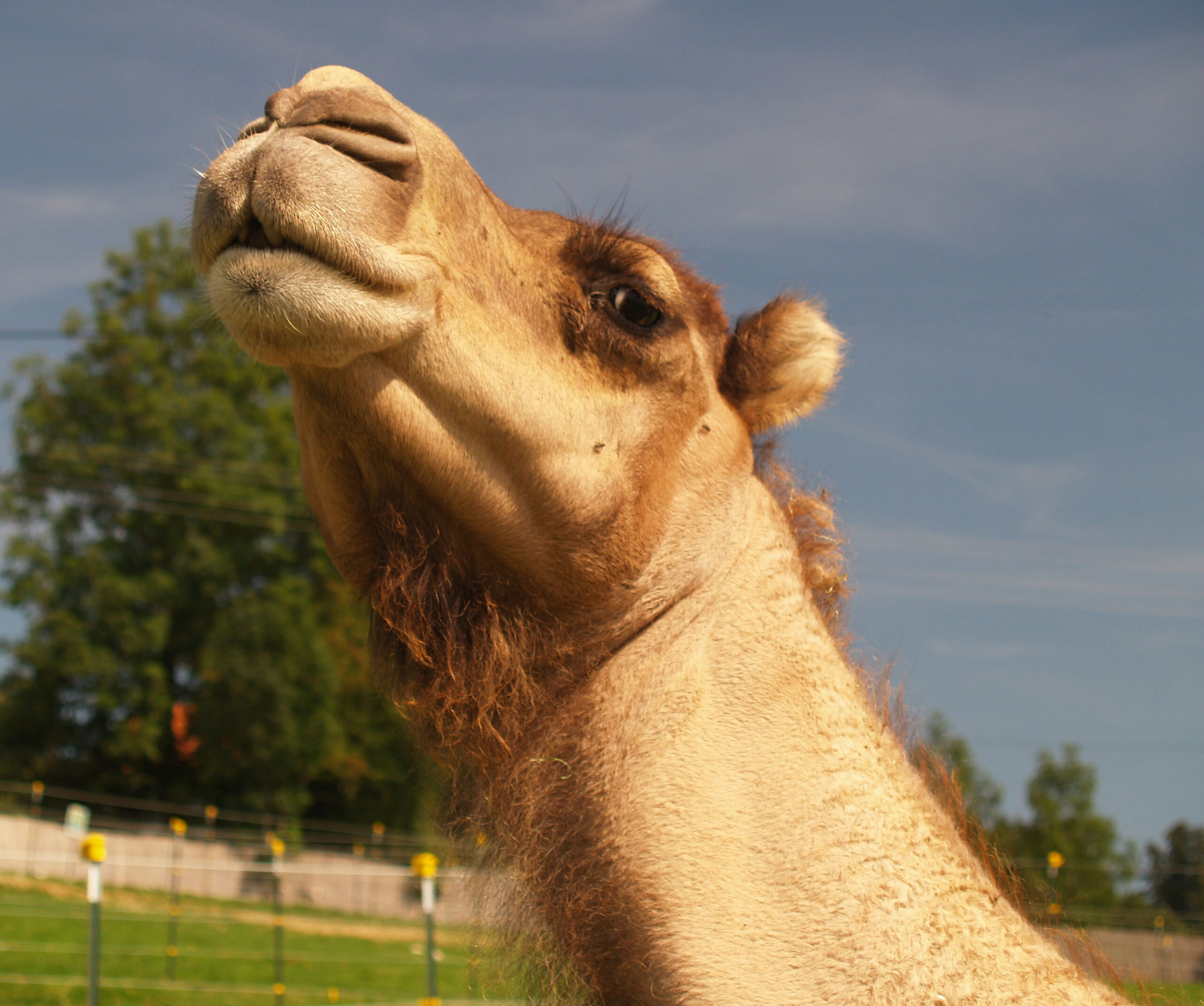 Camel Condescension