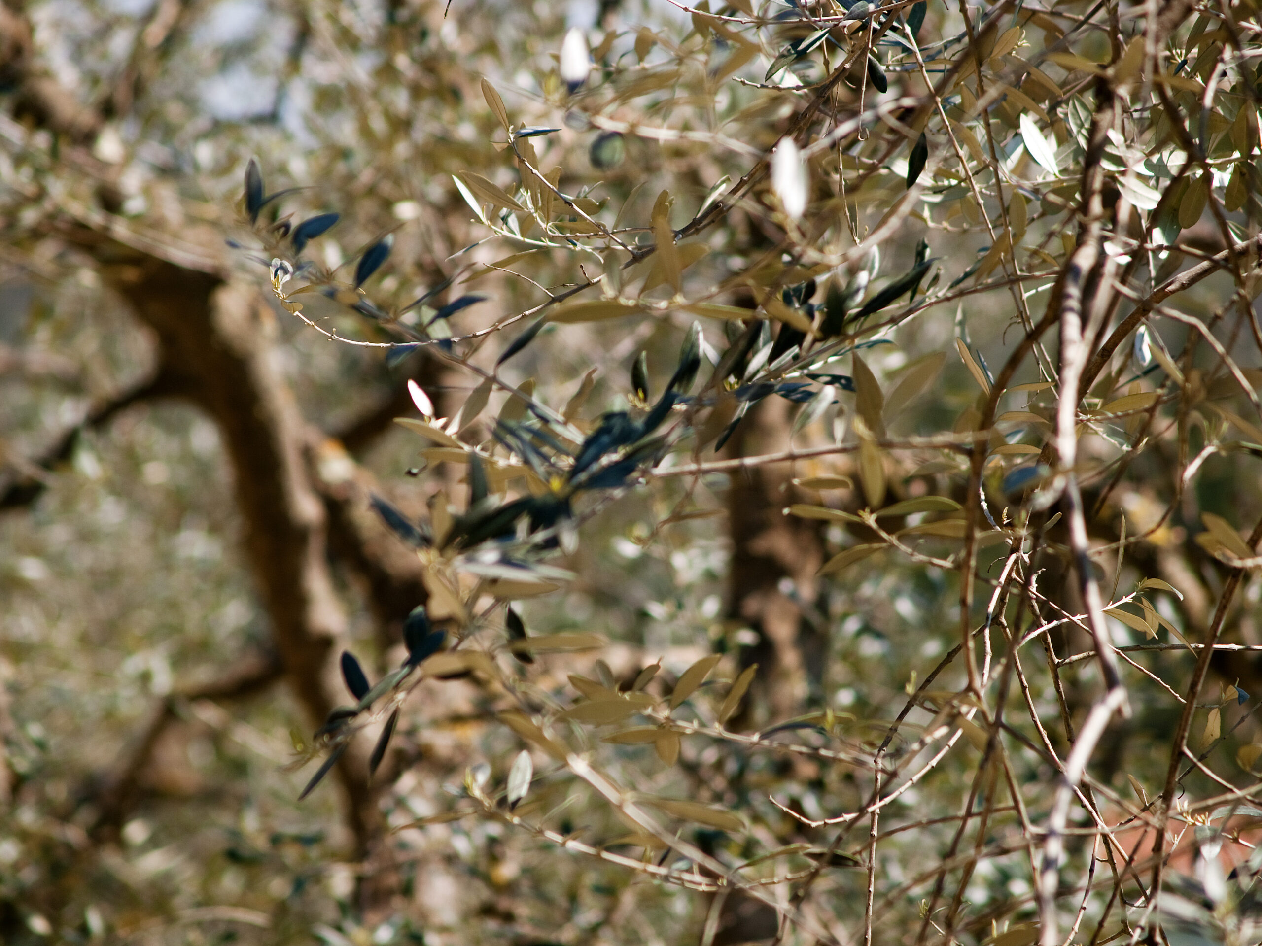 Olive Trees