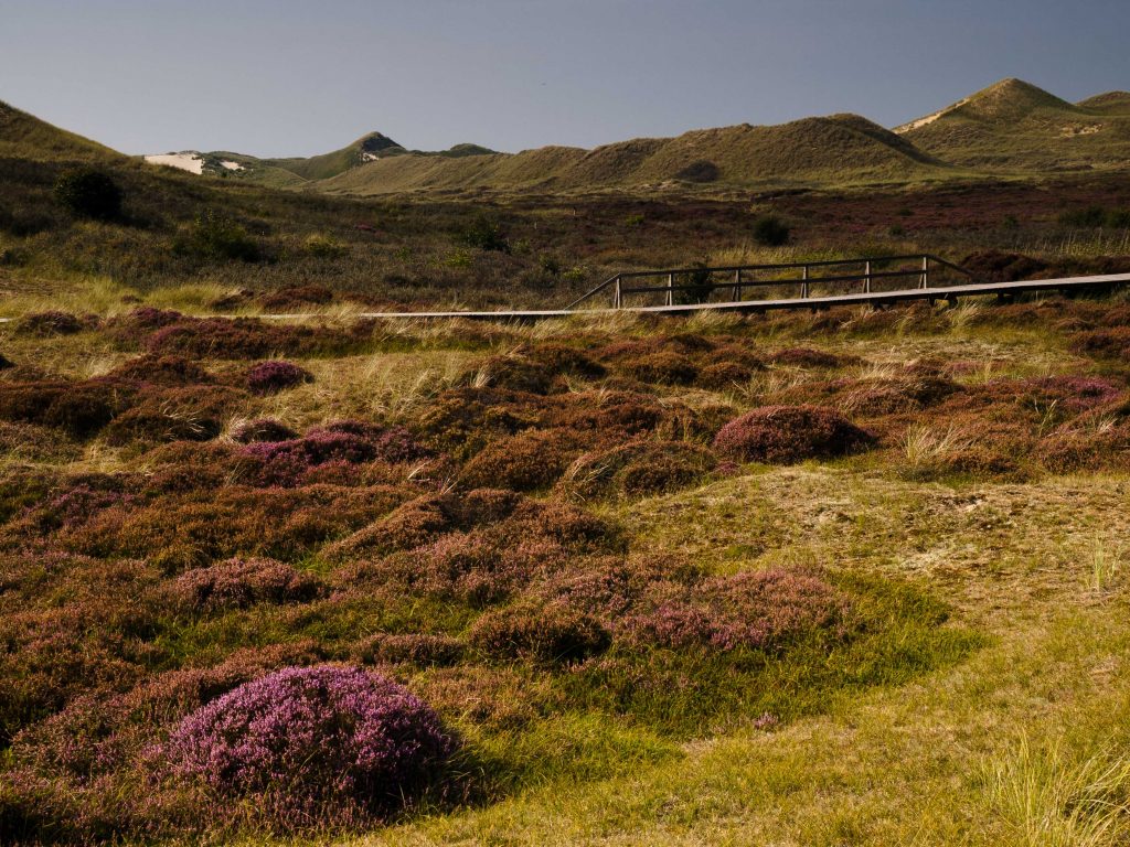 Amrum
